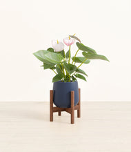 Load image into Gallery viewer, Deep Navy stand:walnut
