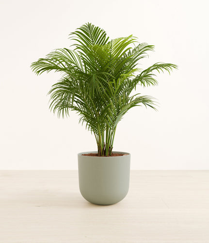 Sage Green*****Profile