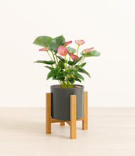 Load image into Gallery viewer, Dark Olive stand:light
