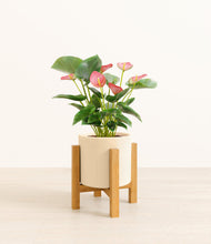 Load image into Gallery viewer, Cream
