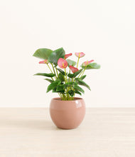 Load image into Gallery viewer, Calm Rose*****Profile
