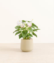 Load image into Gallery viewer, Almond Green*****Profile
