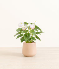 Load image into Gallery viewer, Gentle Pink*****Profile
