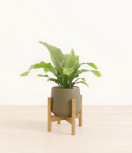 Load image into Gallery viewer, Olive stand:bamboo
