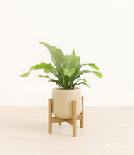 Load image into Gallery viewer, Almond Green stand:bamboo
