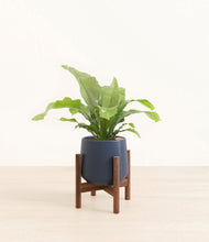 Load image into Gallery viewer, Deep Navy stand:walnut
