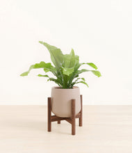 Load image into Gallery viewer, Eternal Gray stand:walnut

