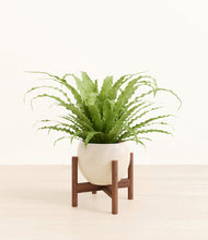 Load image into Gallery viewer, Shiny EggWhite stand:walnut
