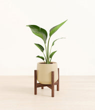Load image into Gallery viewer, Almond Green stand:walnut
