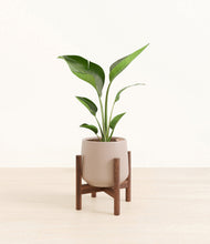 Load image into Gallery viewer, Eternal Gray stand:walnut

