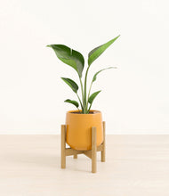 Load image into Gallery viewer, Mustard stand:bamboo
