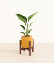 Load image into Gallery viewer, Mustard stand:walnut
