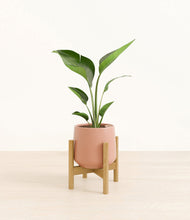 Load image into Gallery viewer, Calm Rose stand:bamboo
