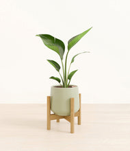 Load image into Gallery viewer, Turquoise stand:bamboo
