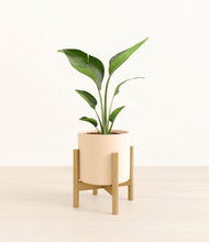 Load image into Gallery viewer, Cream stand:bamboo
