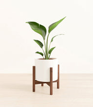 Load image into Gallery viewer, White stand:walnut
