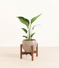 Load image into Gallery viewer, Desert Brown stand:walnut
