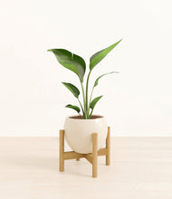 Load image into Gallery viewer, Shiny EggWhite stand:bamboo
