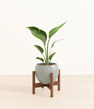 Load image into Gallery viewer, Deep Ocean stand:walnut
