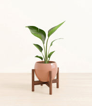 Load image into Gallery viewer, Calm Rose stand:walnut
