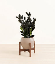 Load image into Gallery viewer, Desert Brown stand:walnut
