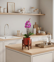 Load image into Gallery viewer, Glossy Red stand:walnut
