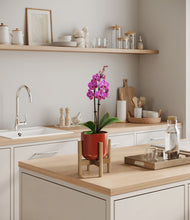 Load image into Gallery viewer, Glossy Red stand:bamboo
