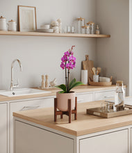Load image into Gallery viewer, Sandy Pink stand:walnut
