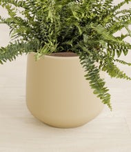 Lade das Bild in den Galerie-Viewer, Almond Green stand:all
