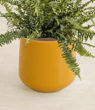 Lade das Bild in den Galerie-Viewer, Mustard stand:all
