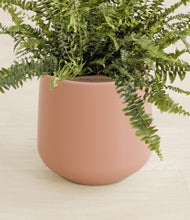 Lade das Bild in den Galerie-Viewer, Calm Rose stand:all
