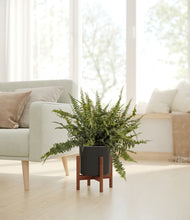 Lade das Bild in den Galerie-Viewer, Black stand:walnut
