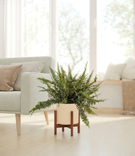 Lade das Bild in den Galerie-Viewer, Cream stand:walnut
