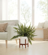Lade das Bild in den Galerie-Viewer, White stand:walnut
