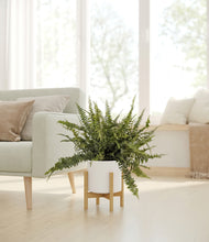 Lade das Bild in den Galerie-Viewer, White stand:bamboo
