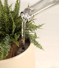 Lade das Bild in den Galerie-Viewer, Almond Green stand:all
