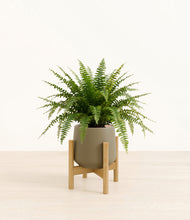 Load image into Gallery viewer, Olive stand:light
