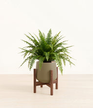 Load image into Gallery viewer, Olive stand:dark
