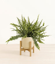 Lade das Bild in den Galerie-Viewer, Almond Green stand:bamboo
