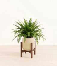 Load image into Gallery viewer, Almond Green stand:dark
