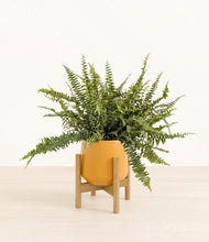 Lade das Bild in den Galerie-Viewer, Mustard stand:bamboo
