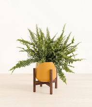 Lade das Bild in den Galerie-Viewer, Mustard stand:walnut
