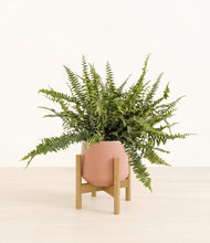 Lade das Bild in den Galerie-Viewer, Calm Rose stand:bamboo
