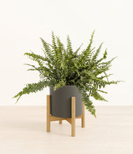 Lade das Bild in den Galerie-Viewer, Dark Olive stand:bamboo
