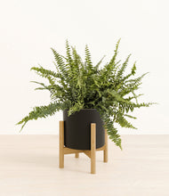Lade das Bild in den Galerie-Viewer, Black stand:bamboo
