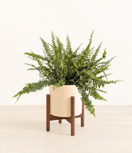 Lade das Bild in den Galerie-Viewer, Cream stand:walnut
