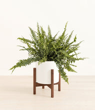 Lade das Bild in den Galerie-Viewer, White stand:walnut
