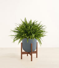 Load image into Gallery viewer, Iron Gray stand:walnut

