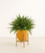 Load image into Gallery viewer, Sunset Orange stand:bamboo
