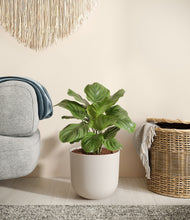 Lade das Bild in den Galerie-Viewer, Natural Bamboo

